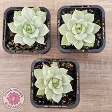 Load image into Gallery viewer, Graptoveria Titubans Variegata