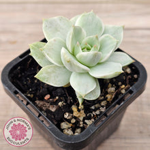 Load image into Gallery viewer, Graptoveria Titubans Variegata