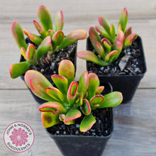 Load image into Gallery viewer, Crassula ovata Gollum