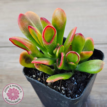 Load image into Gallery viewer, Crassula ovata Gollum
