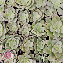 Load image into Gallery viewer, Echeveria 'Noble Red' - Cutting