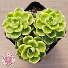 Load image into Gallery viewer, Sedeveria Letizia Variegata