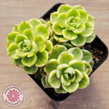 Load image into Gallery viewer, Sedeveria Letizia Variegata
