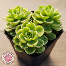 Load image into Gallery viewer, Sedeveria Letizia Variegata