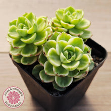 Load image into Gallery viewer, Sedeveria Letizia Variegata