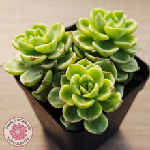 Load image into Gallery viewer, Sedeveria Letizia Variegata