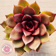 Load image into Gallery viewer, Echeveria 'Red Light'
