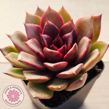 Load image into Gallery viewer, Echeveria 'Red Light'