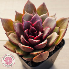 Load image into Gallery viewer, Echeveria 'Red Light'