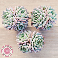 Load image into Gallery viewer, Echeveria 'Castle Elf' (multi)
