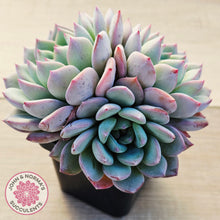 Load image into Gallery viewer, Echeveria 'Castle Elf' (multi)