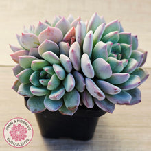 Load image into Gallery viewer, Echeveria 'Castle Elf' (multi)