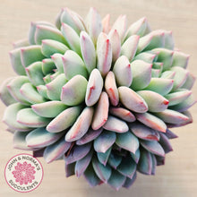 Load image into Gallery viewer, Echeveria 'Castle Elf' (multi)