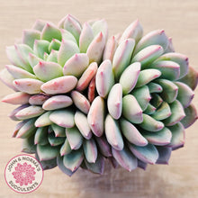 Load image into Gallery viewer, Echeveria 'Castle Elf' (multi)