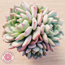 Load image into Gallery viewer, Echeveria 'Castle Elf' (multi)