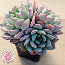 Load image into Gallery viewer, Echeveria 'Castle Elf' (multi)