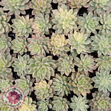 Load image into Gallery viewer, Echeveria Green Emerald Variegata - Cuttings x 2