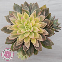 Load image into Gallery viewer, Echeveria Green Emerald Variegata - Cuttings x 2