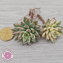 Load image into Gallery viewer, Echeveria Green Emerald Variegata - Cuttings x 2