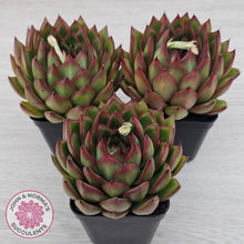 Load image into Gallery viewer, Echeveria 'Red Tips'
