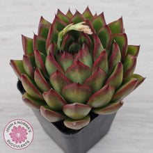 Load image into Gallery viewer, Echeveria 'Red Tips'