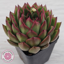 Load image into Gallery viewer, Echeveria 'Red Tips'