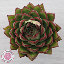 Load image into Gallery viewer, Echeveria 'Red Tips'