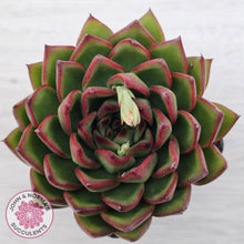Load image into Gallery viewer, Echeveria 'Red Tips'