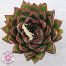 Load image into Gallery viewer, Echeveria 'Red Tips'