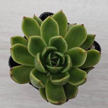 Load image into Gallery viewer, Echeveria Agavoides Mira
