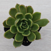 Load image into Gallery viewer, Echeveria Agavoides Mira