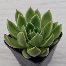 Load image into Gallery viewer, Echeveria Agavoides Mira