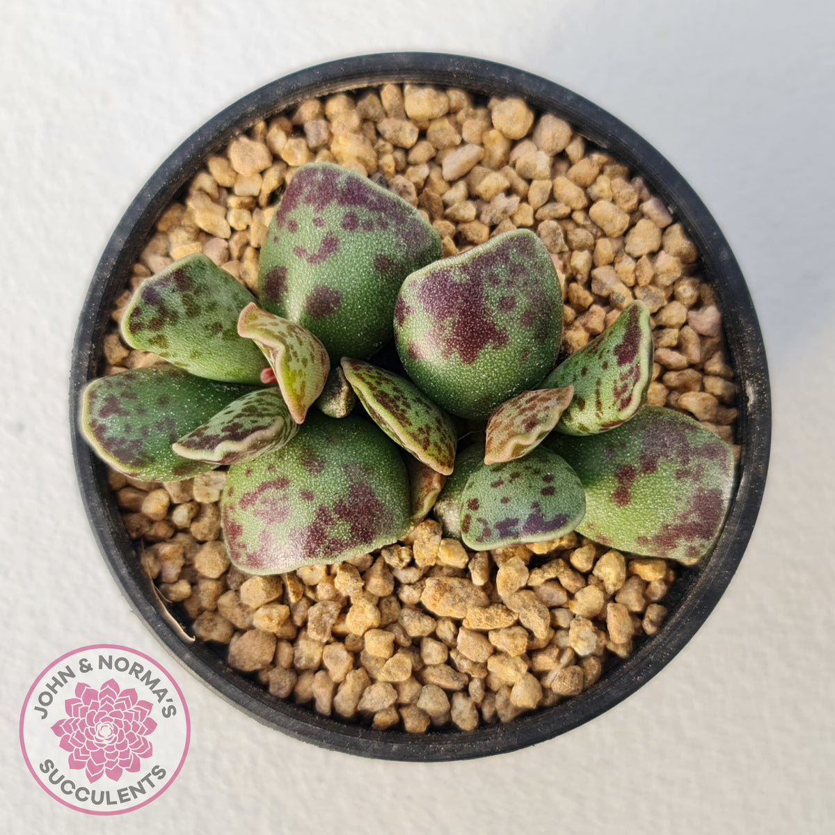 Adromischus Cooperi