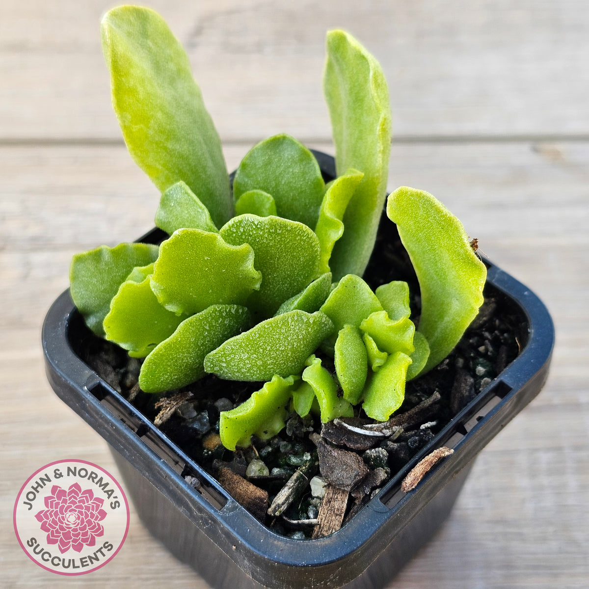 Adromischus Cristatus var. Zeyheri