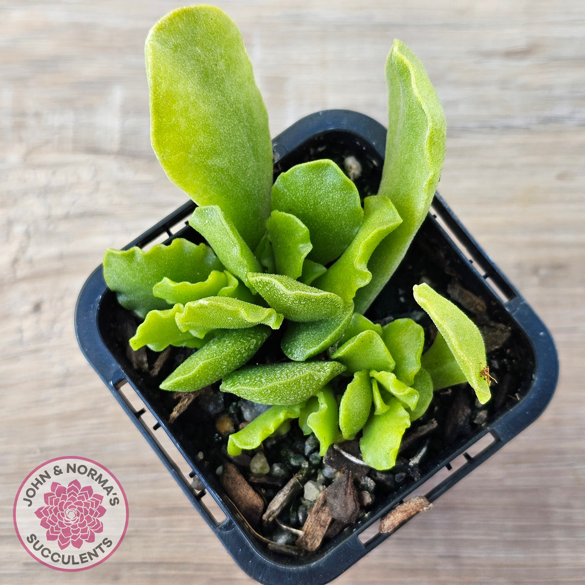 Adromischus Cristatus var. Zeyheri
