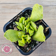 Load image into Gallery viewer, Adromischus Cristatus var. Zeyheri