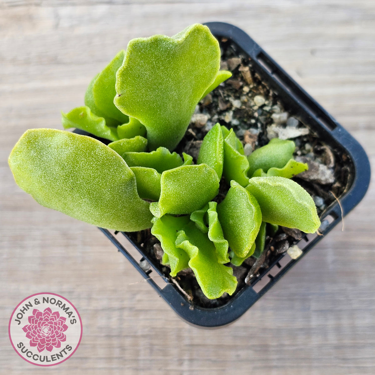 Adromischus Cristatus var. Zeyheri