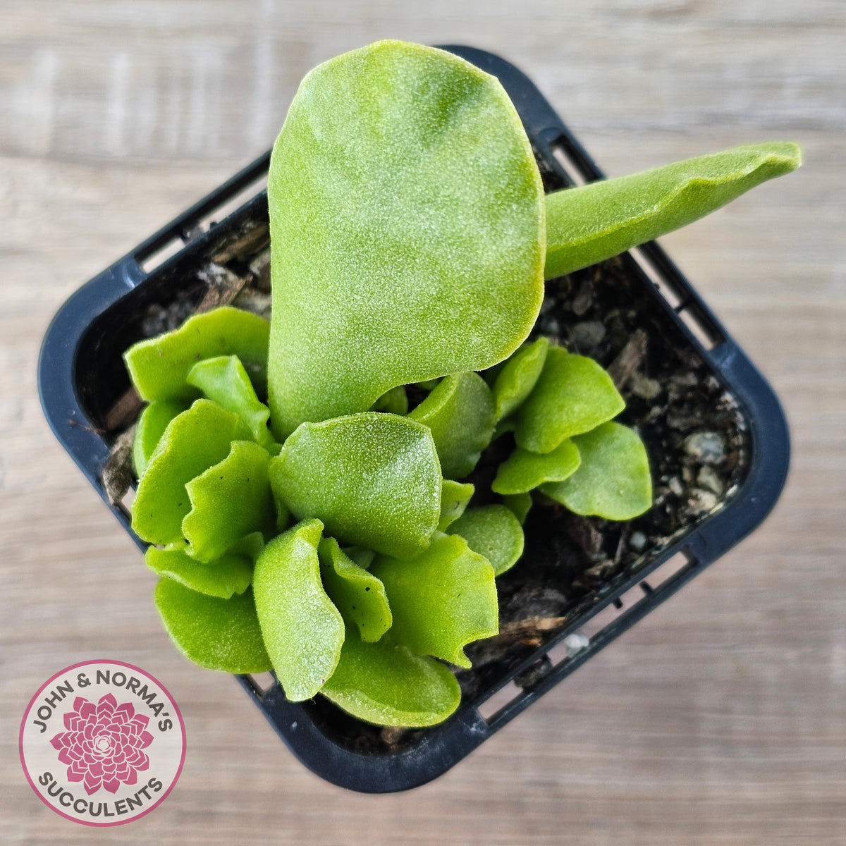 Adromischus Cristatus var. Zeyheri