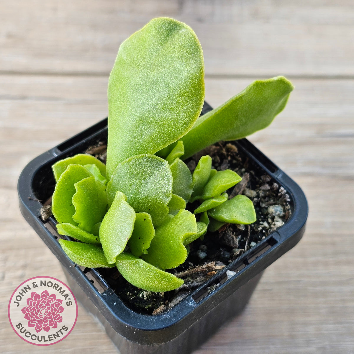 Adromischus Cristatus var. Zeyheri
