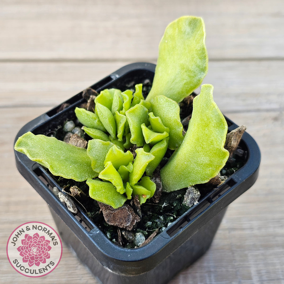 Adromischus Cristatus var. Zeyheri