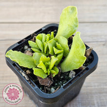 Load image into Gallery viewer, Adromischus Cristatus var. Zeyheri