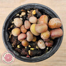 Load image into Gallery viewer, Adromischus 'Little Spheroid' - John & Norma's Succulents Australia