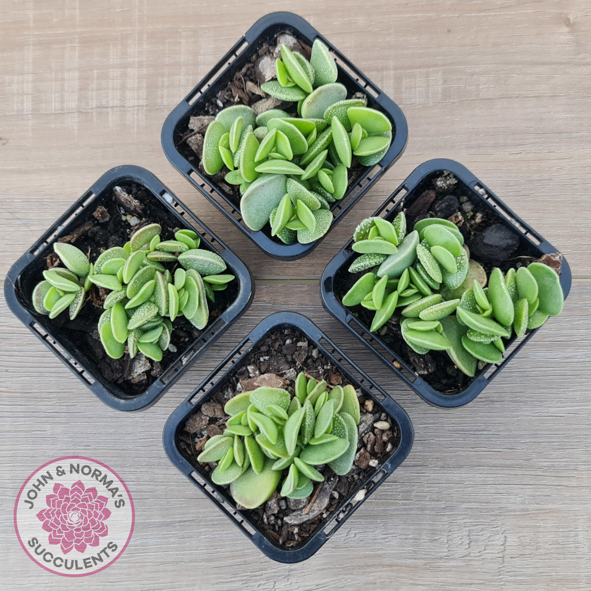 Adromischus caryophyllaceus