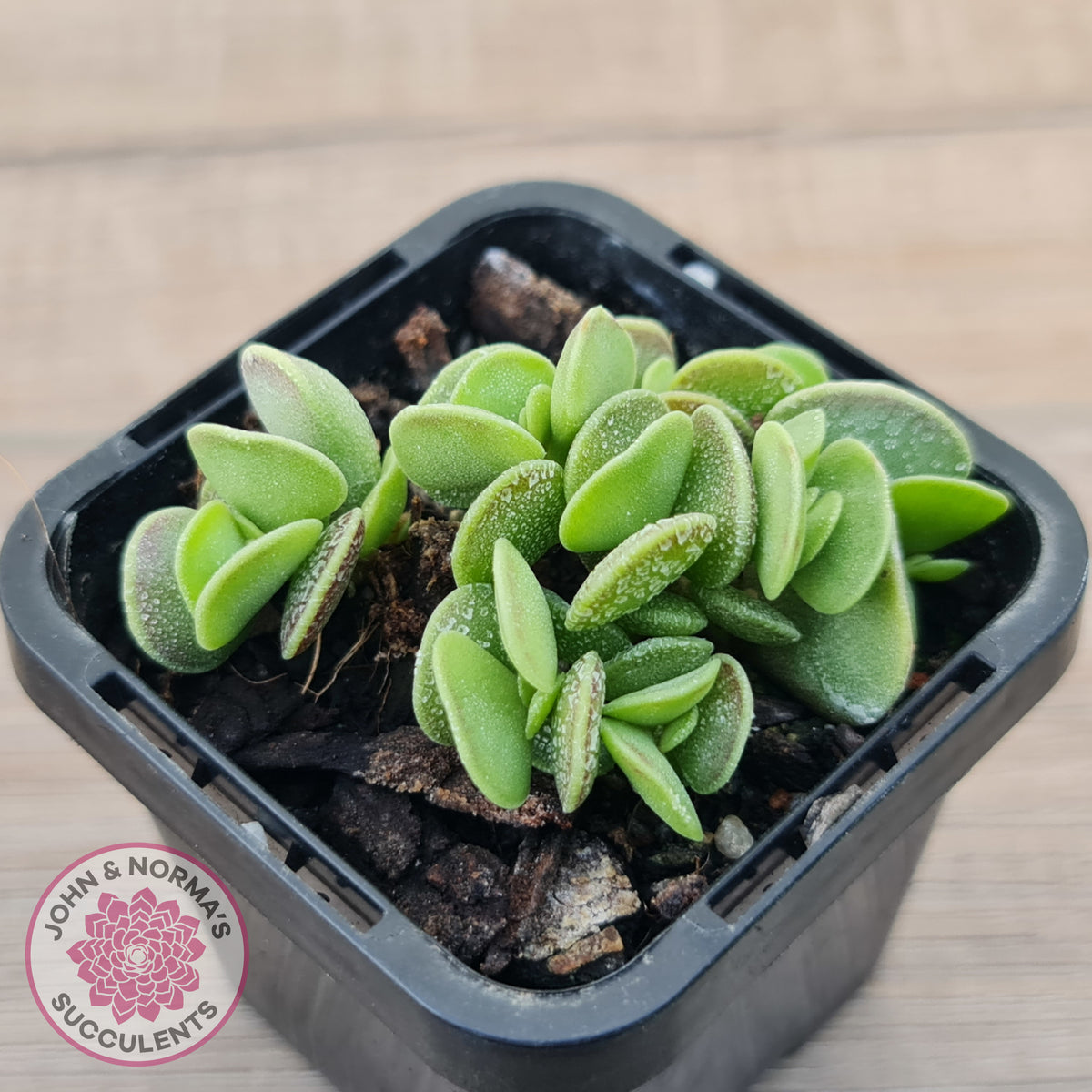 Adromischus caryophyllaceus