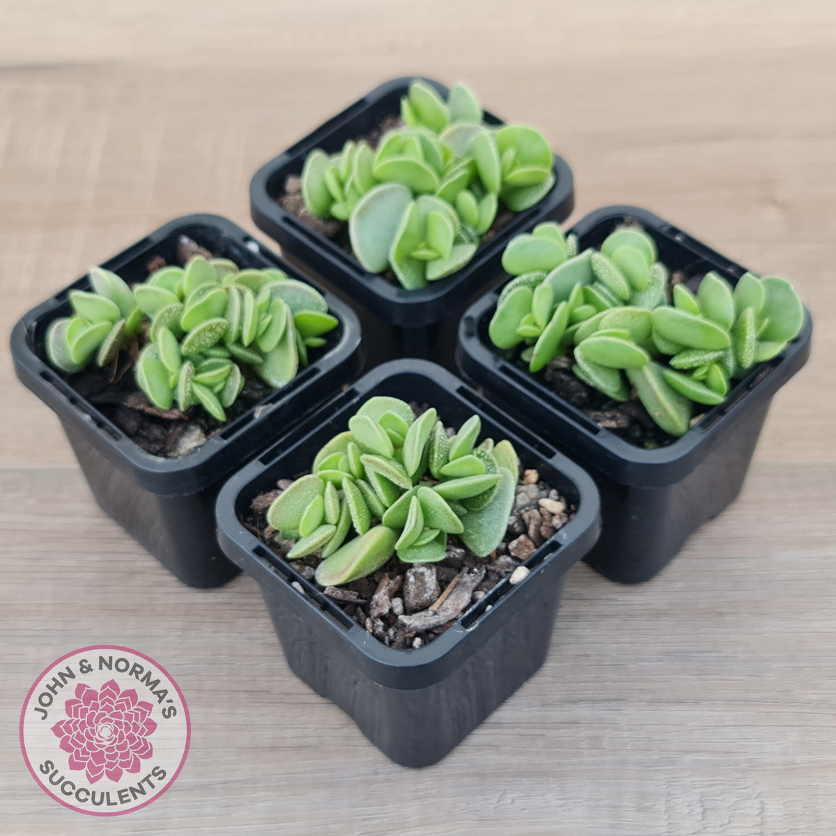 Adromischus caryophyllaceus