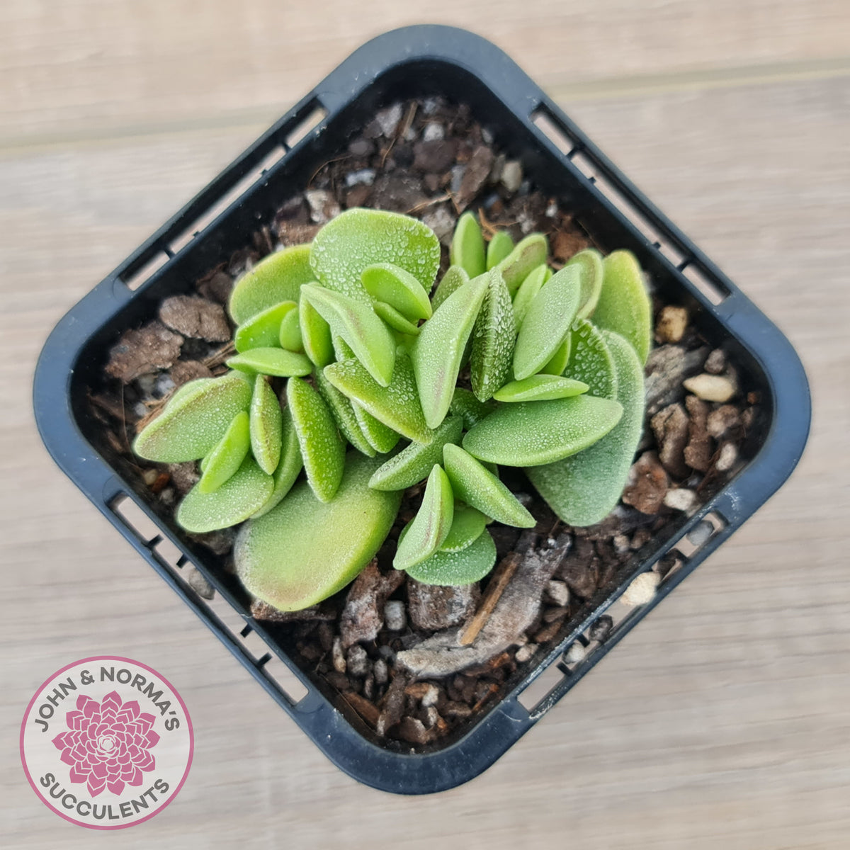 Adromischus caryophyllaceus