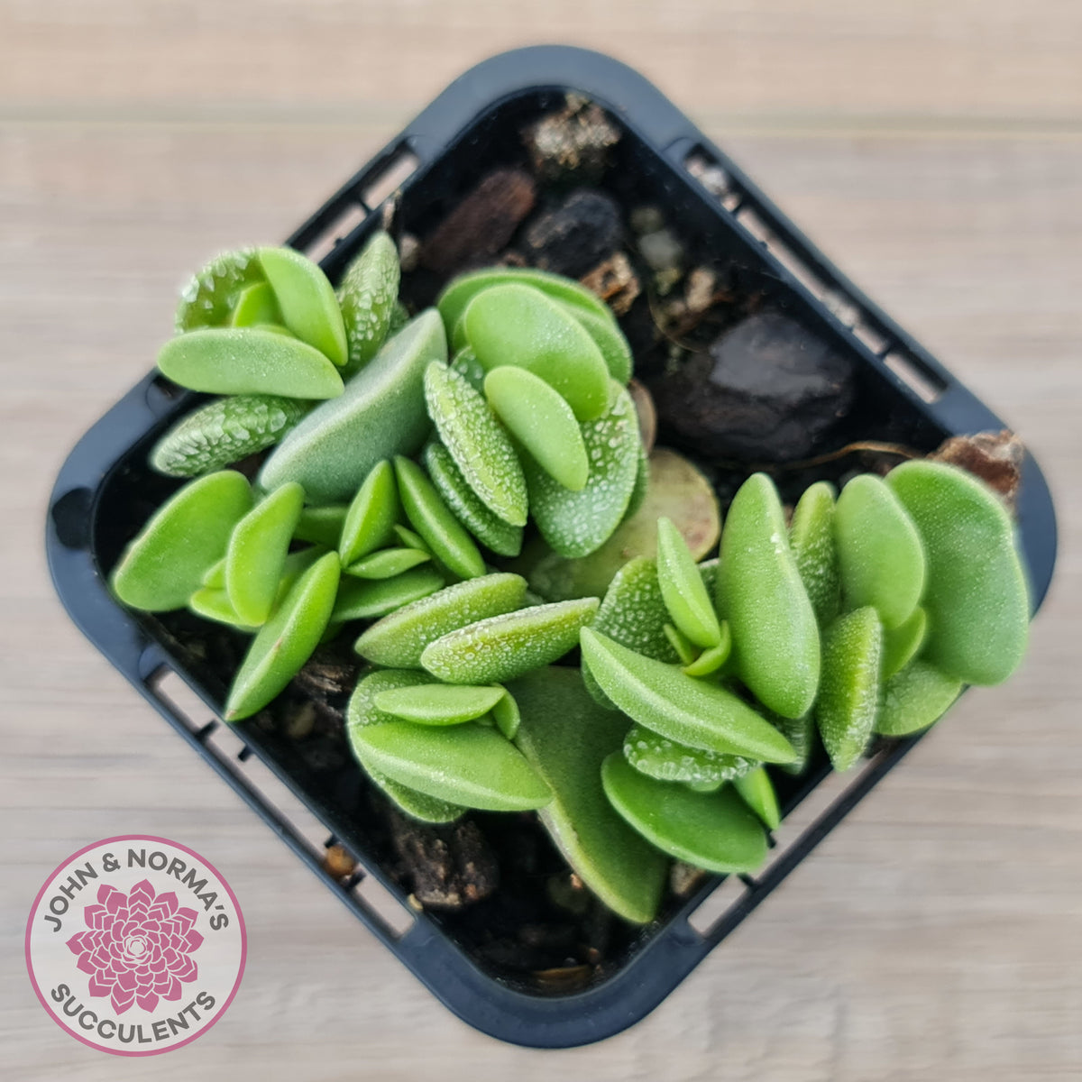 Adromischus caryophyllaceus