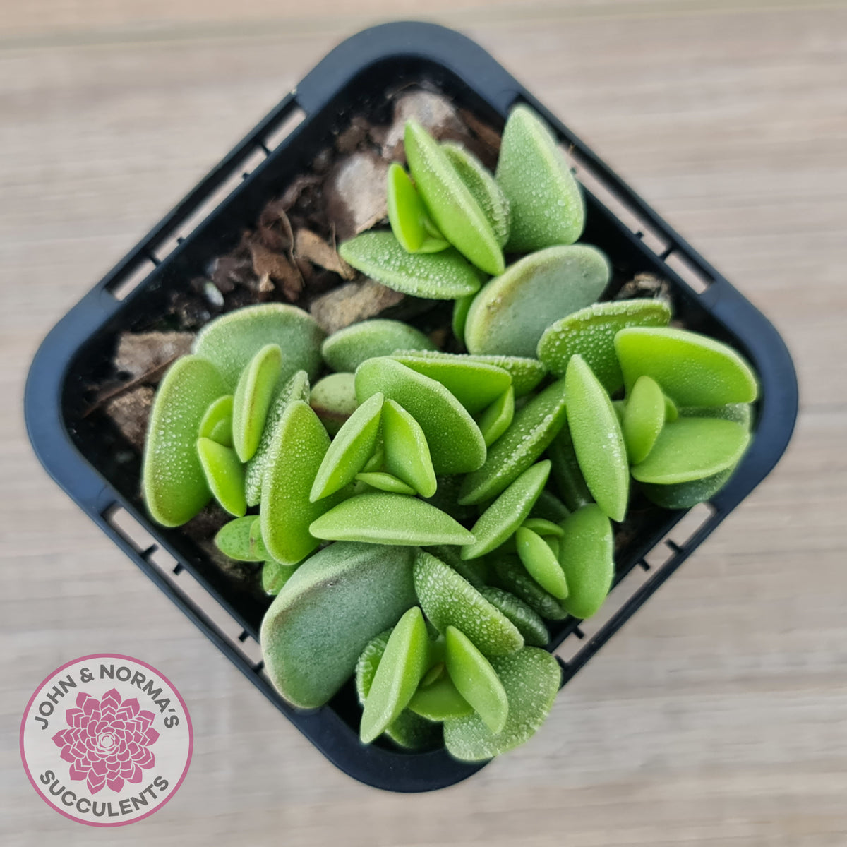 Adromischus caryophyllaceus