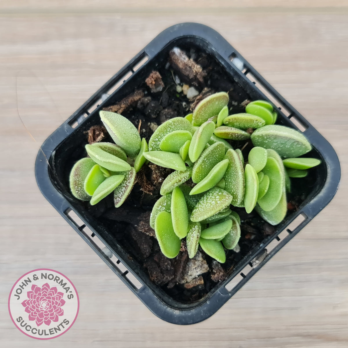 Adromischus caryophyllaceus