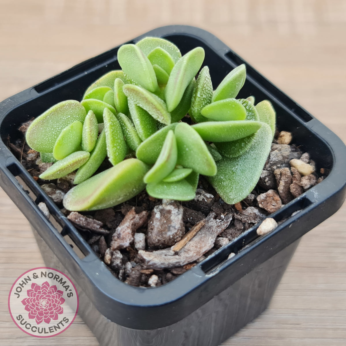 Adromischus caryophyllaceus